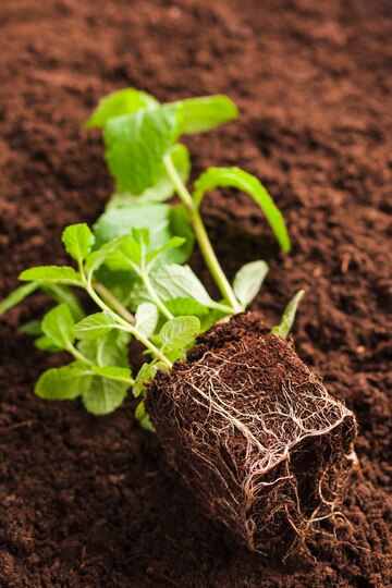 still-life-plant-soil_23-2148198710